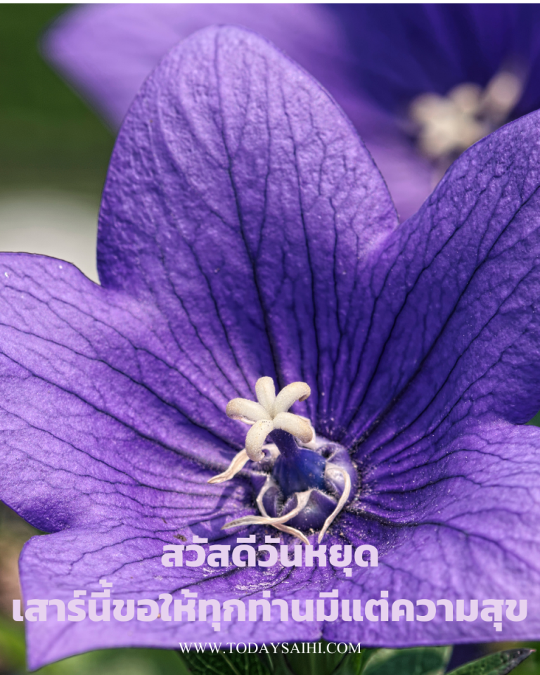My Image 72