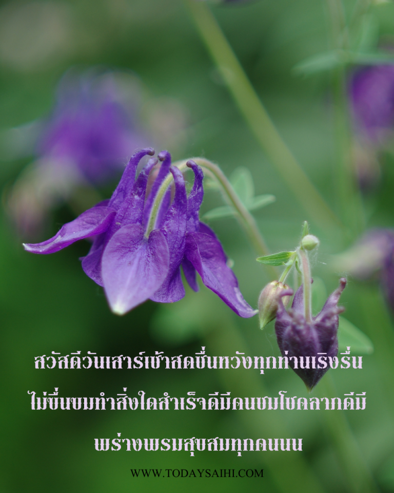My Image 31