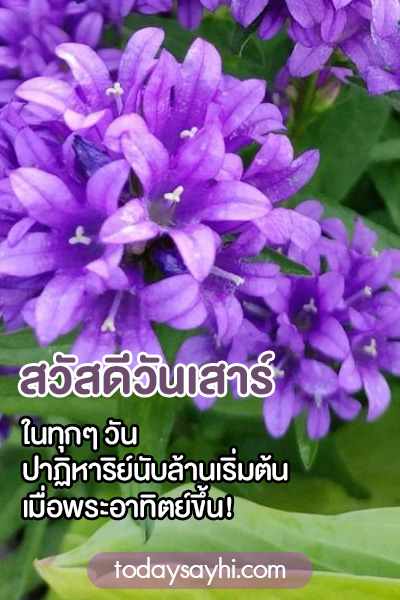 สวัสดีวันเสาร์