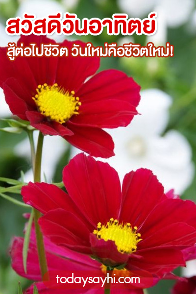 สวัสดีวันอาทิตย์