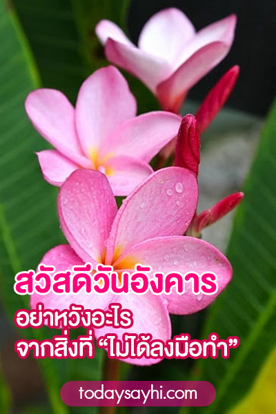สวัสดีวันอังคาร